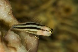'Small fish' from Lembeh. Taken with Olympus E-20 in Tita... by Istvan Juhasz 